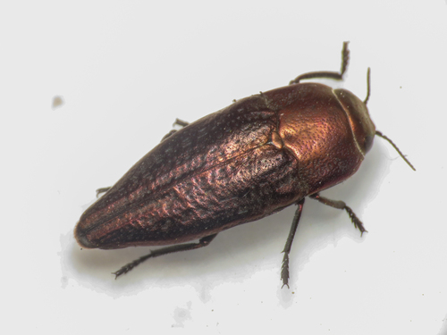 Sphenoptera antiqua
