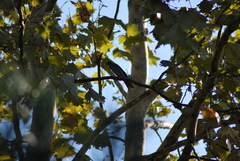 Hypsipetes amaurotis