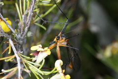 Bittacidae