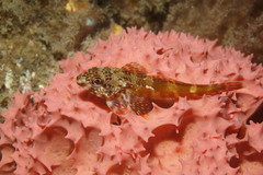 Bovichtus angustifrons