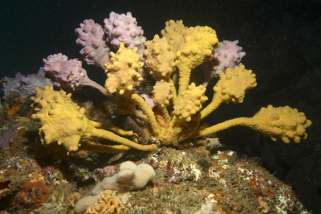 Si l'image tarde � s'afficher, cliquez sur le lien