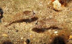Nesogobius pulchellus
