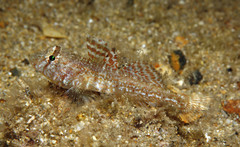 Nesogobius pulchellus