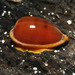 Notocypraea - Photo (c) Ron Greer, some rights reserved (CC BY-NC), uploaded by Ron Greer
