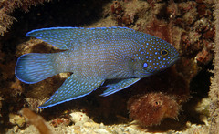 Blue Devilfish photo 5
