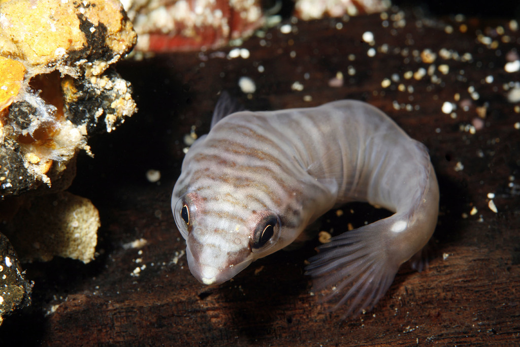Tasmanian Clingfish