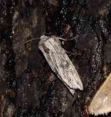 Lithomoia germana