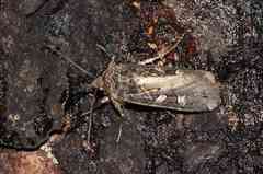 Actebia fennica