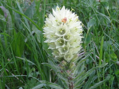 Campanula thyrsoides