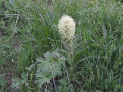 Campanula thyrsoides