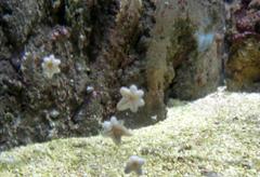 Asterina