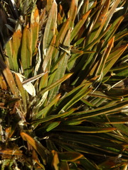 Aciphylla cartilaginea