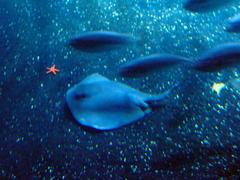 Pteroplatytrygon violacea