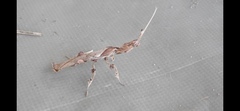Phyllocrania paradoxa