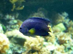 Chrysiptera parasema