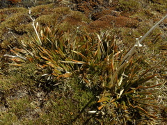 Aciphylla cartilaginea