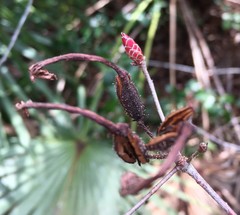 Rhododendron serrulatum