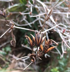 Rhododendron serrulatum