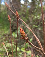 Rhododendron serrulatum