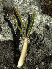 Aciphylla cartilaginea