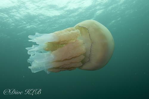 Barrel Jellyfish