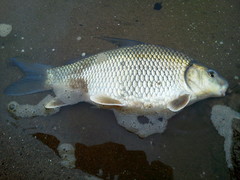 Carpiodes cyprinus