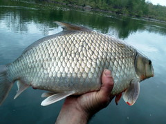 Carpiodes cyprinus