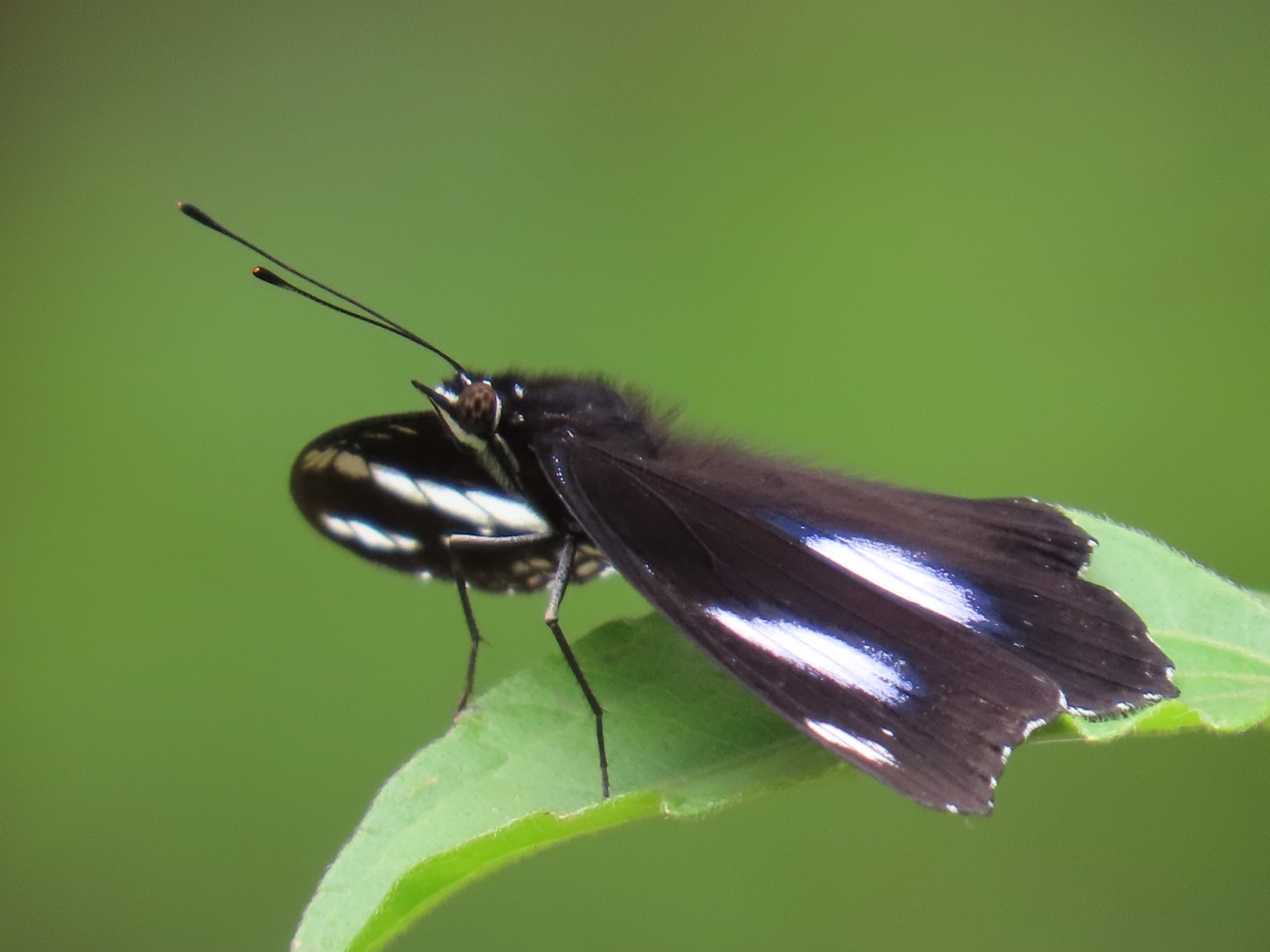 Great Eggfly
