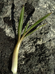 Aciphylla cartilaginea