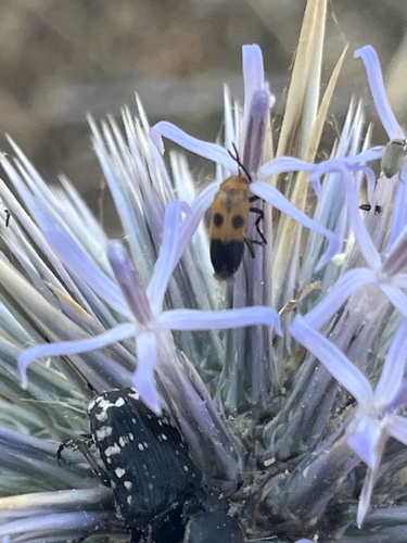 Nemognatha chrysomelina