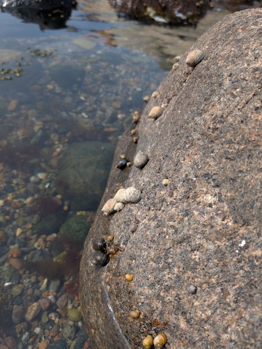 Littorina littorea