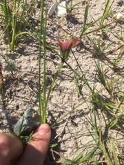 Romulea obscura subtestacea