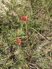 Romulea obscura subtestacea
