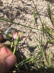 Romulea obscura subtestacea