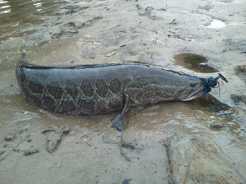 Northern Snakehead