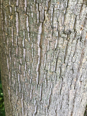 Fraxinus nigra