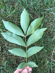 Fraxinus nigra