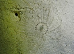 Isarachnanthus