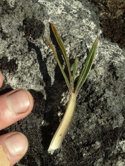 Aciphylla cartilaginea