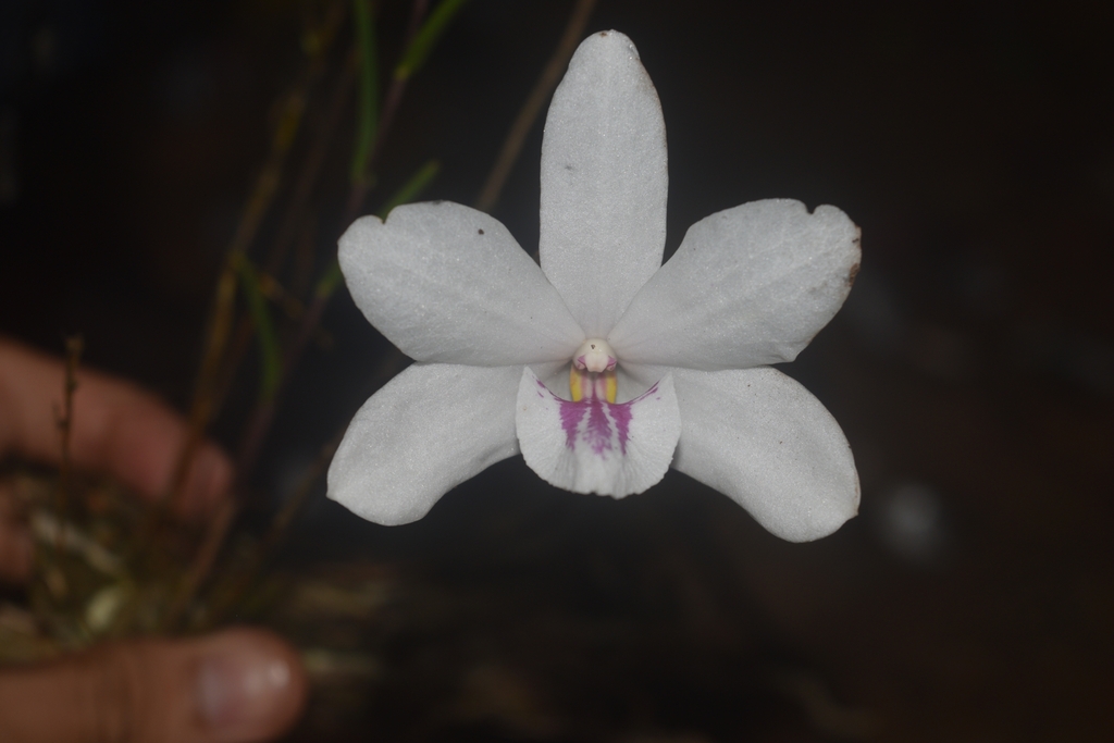 Dendrobium papilio Loher 2