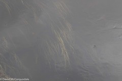 Schoenoplectus subterminalis