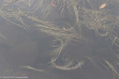 Schoenoplectus subterminalis