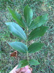 Fraxinus nigra