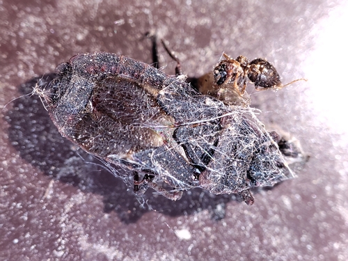 Mezira tremulae