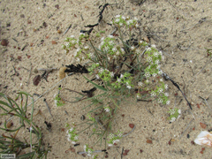 Eustegia minuta