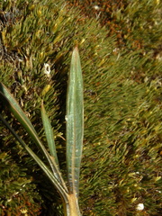 Aciphylla cartilaginea