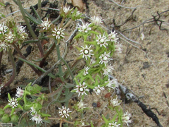 Eustegia minuta