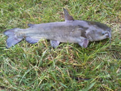 Ameiurus catus