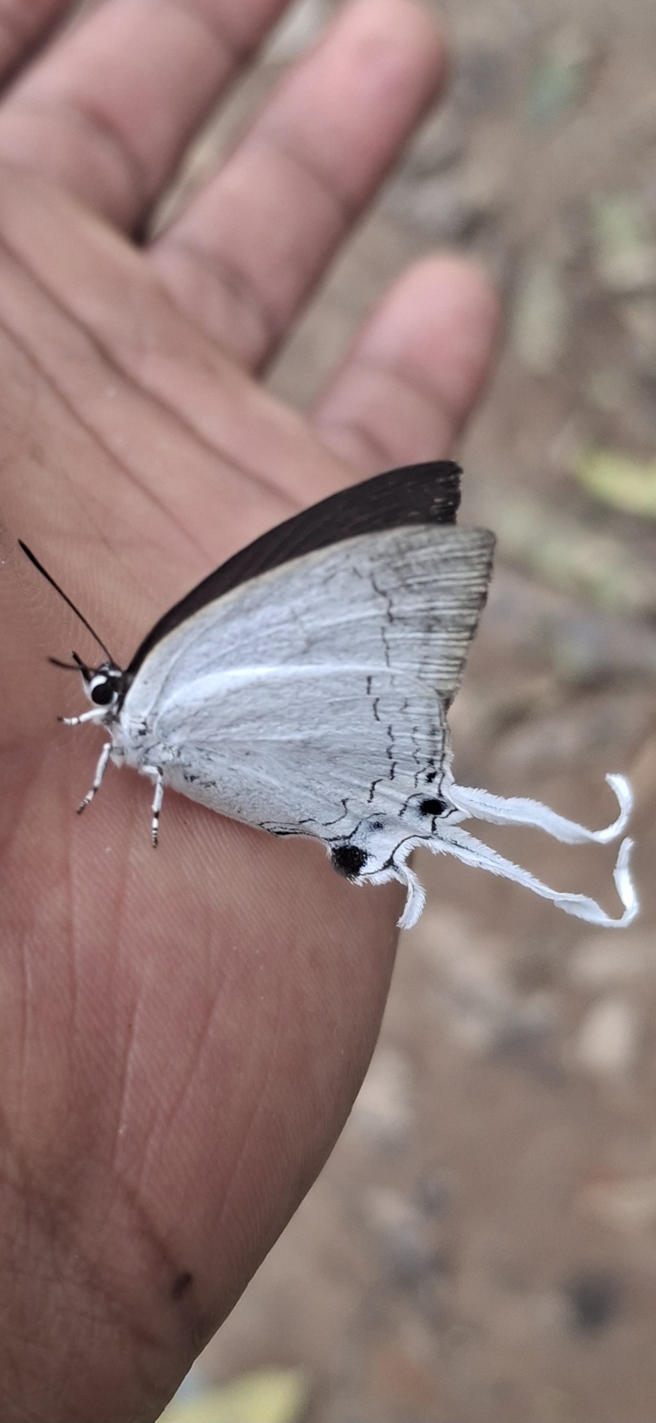 Common Imperial