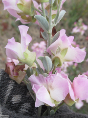 Podalyria leipoldtii